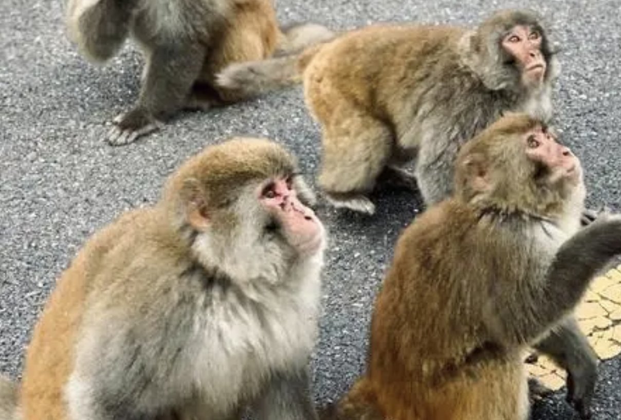 飞燕游龙形容什么动物