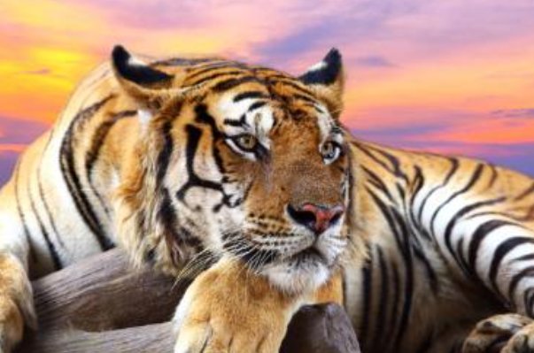 装怯作勇打一生肖