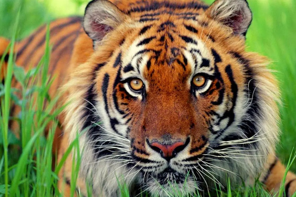 满坐寂然打一正确生肖