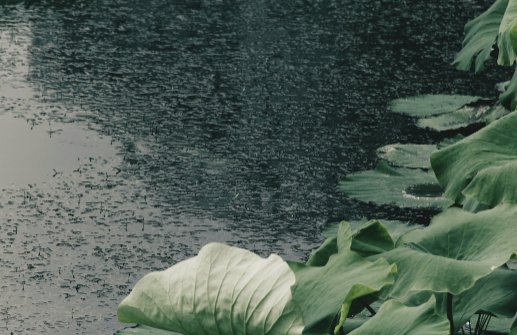 黑雨是什么意思