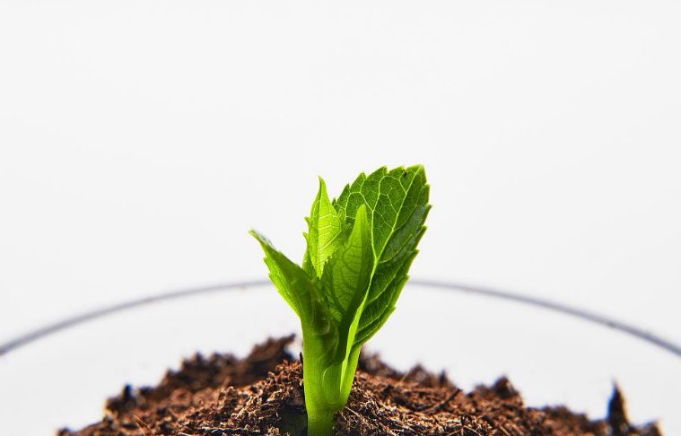 嫩芽研究所隐藏入口在哪