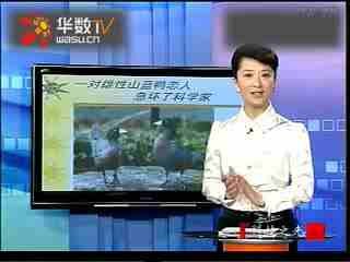 山蓝鸭的基本信息