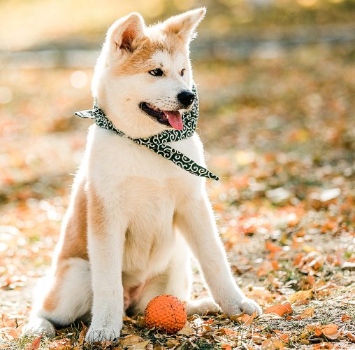 十年树木千秋业猜一生肖