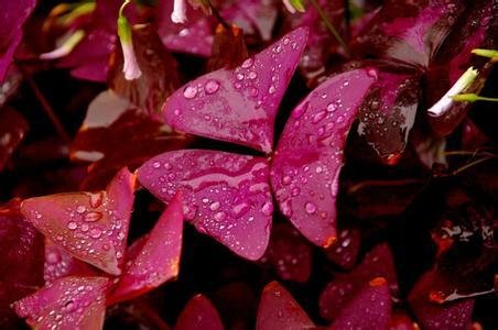 哪个小伙伴知道这植物叫什么？