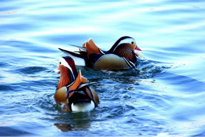 鸳鸯戏水代表哪一个生肖？