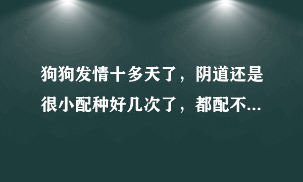 狗狗发情十多天了，阴道还是很小配种好几次了，都配不上，请问该怎么做才能配上？
