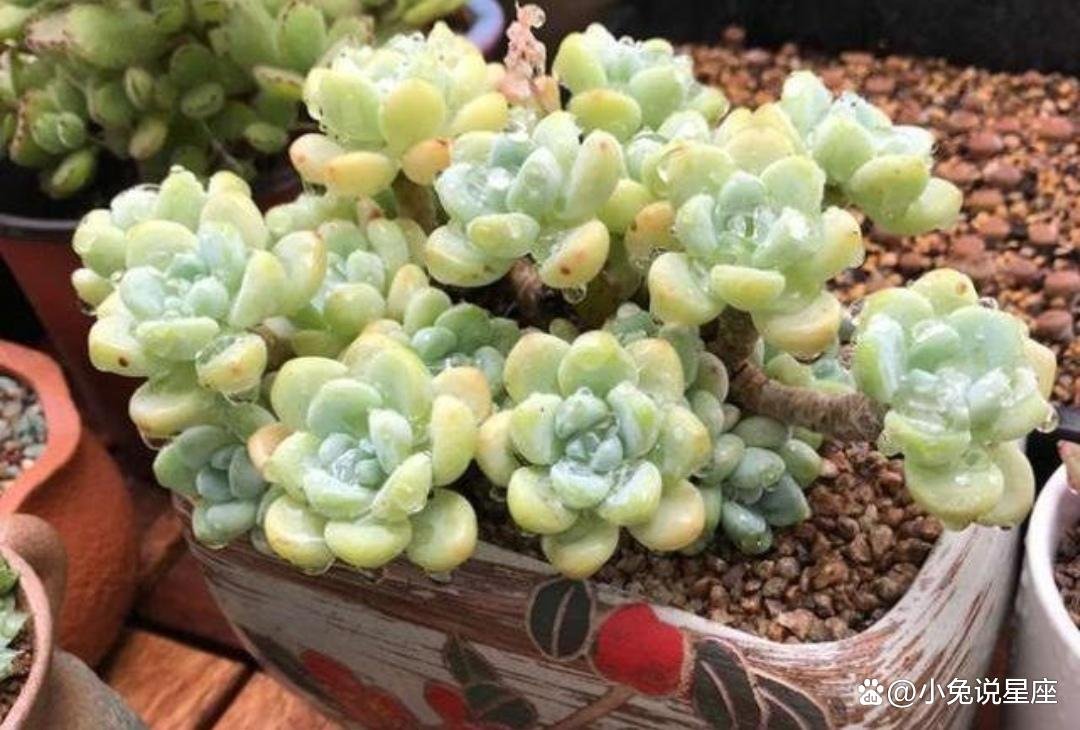 4种废渣不要扔,赶紧拿来养花,能让花卉长得旺,多去开花,你知道吗?