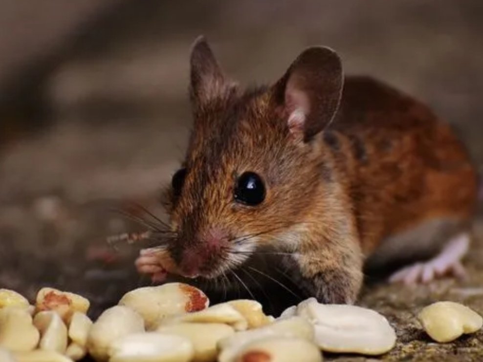 做贼心虚是什么生肖