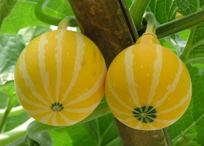 四个字的瓜的名称