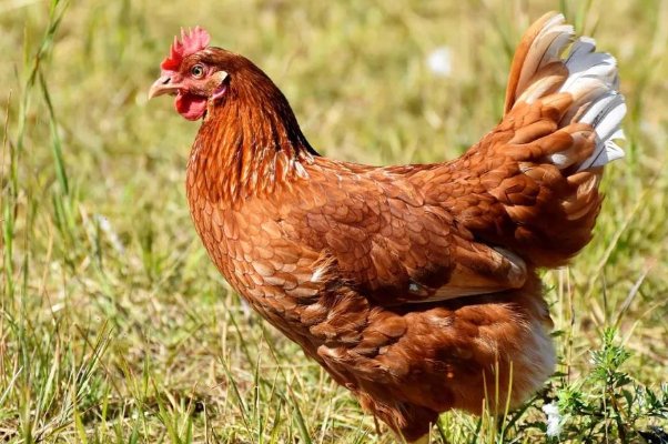 刻鹄不成什么动物