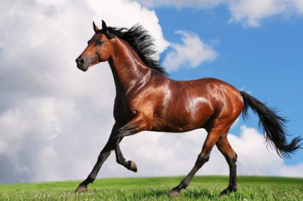 长驱直入是什么意思生肖