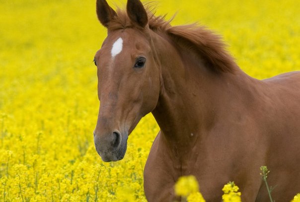 八面春风吹大地猜一生肖