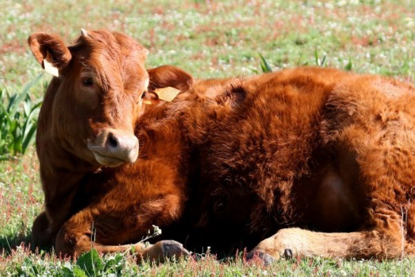 真金不怕火来烧是什么生肖