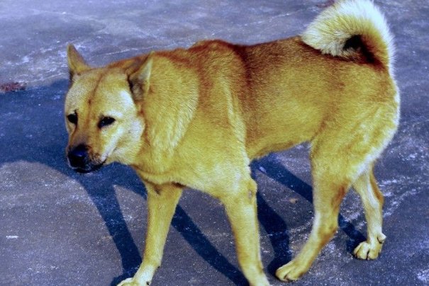 飞苍走黄指什么动物