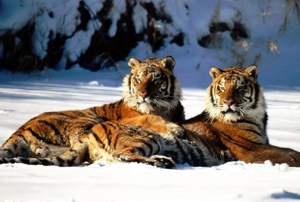 刻鹄不成什么动物