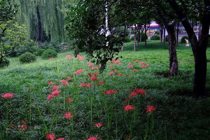 为什么彼岸花不可以拍照呢？