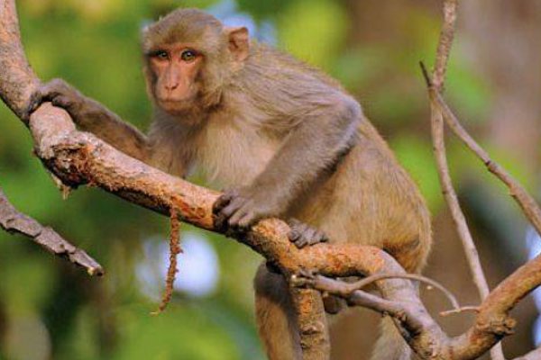 攀高枝儿打一准生肖