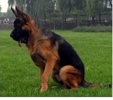 中国锤系德国牧羊犬俱乐部的发展方向