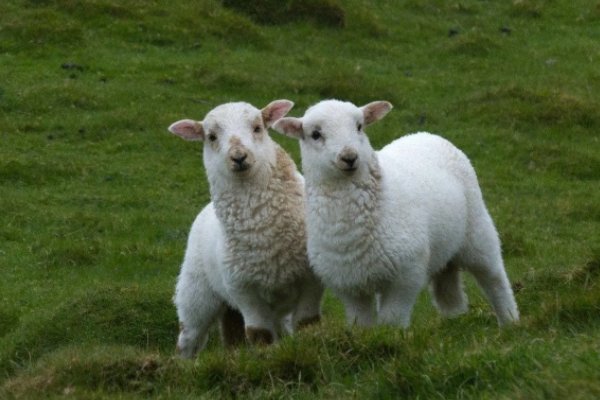 屎滚尿流的准确生肖