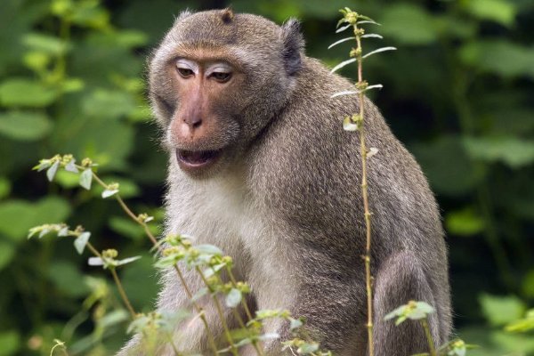攀高枝儿打一准生肖
