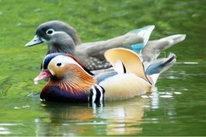 鸳鸯戏水代表哪一个生肖？