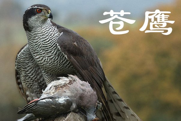 飞苍走黄指什么动物