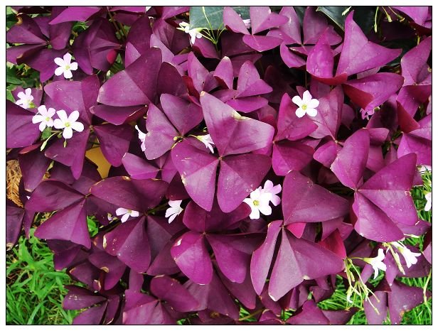 哪个小伙伴知道这植物叫什么？