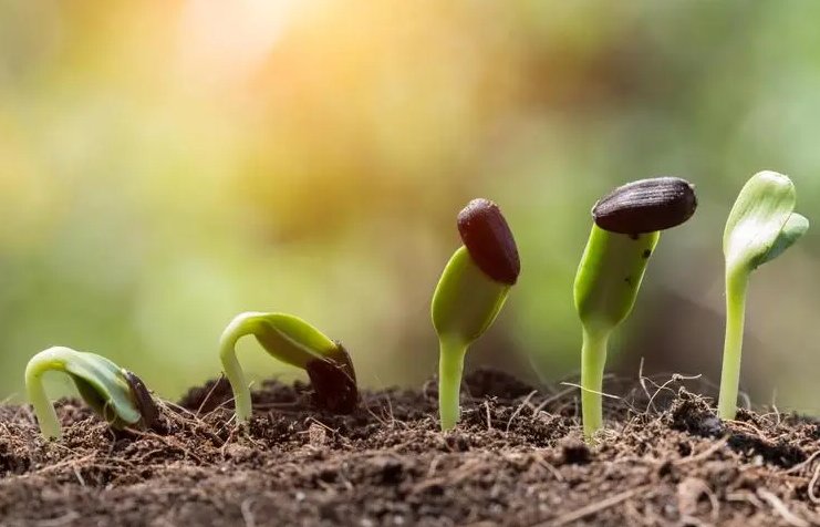 嫩芽研究所隐藏入口在哪