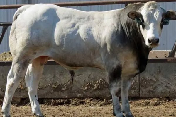 枉费时日什么意思指什么动物