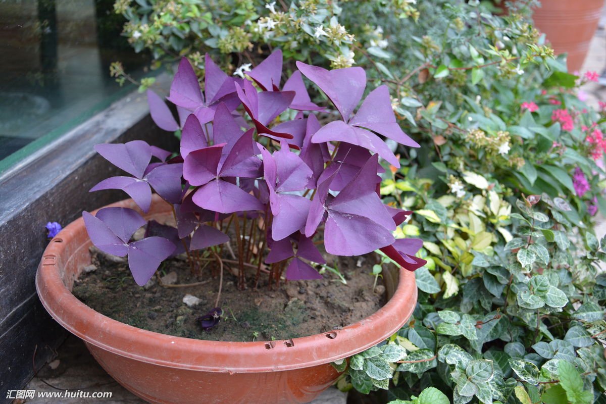 哪个小伙伴知道这植物叫什么？