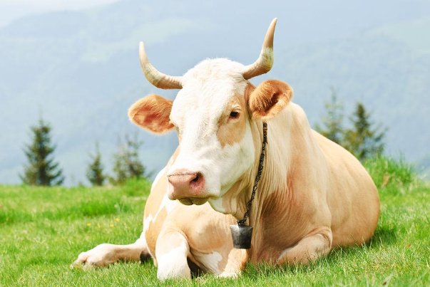 二一添作五代表什么动物