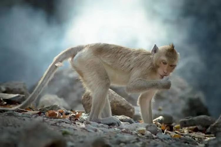 刻鹄不成打一正确生肖