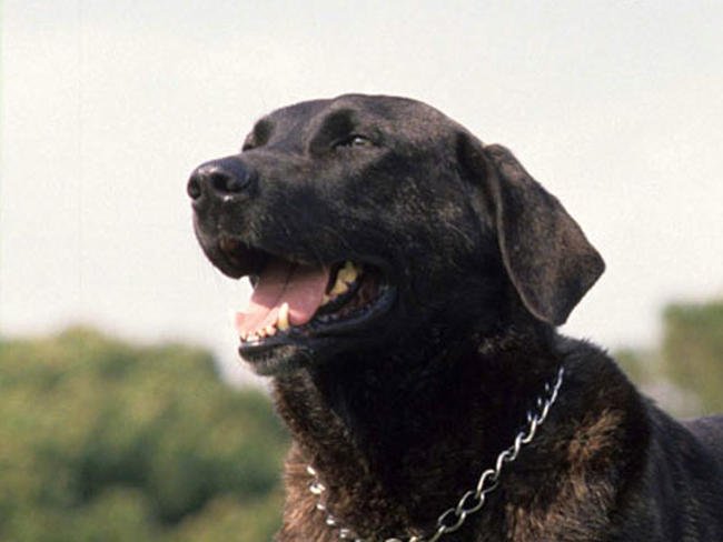 卡斯特罗拉博雷罗犬的简介