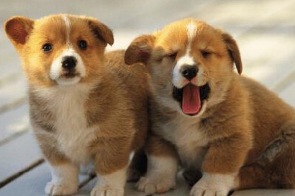 守法奉公猜一生肖