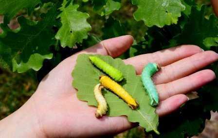 蚕蛾是否需要交配才能产卵？？