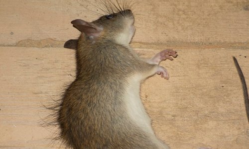 偷营劫寨指什么动物