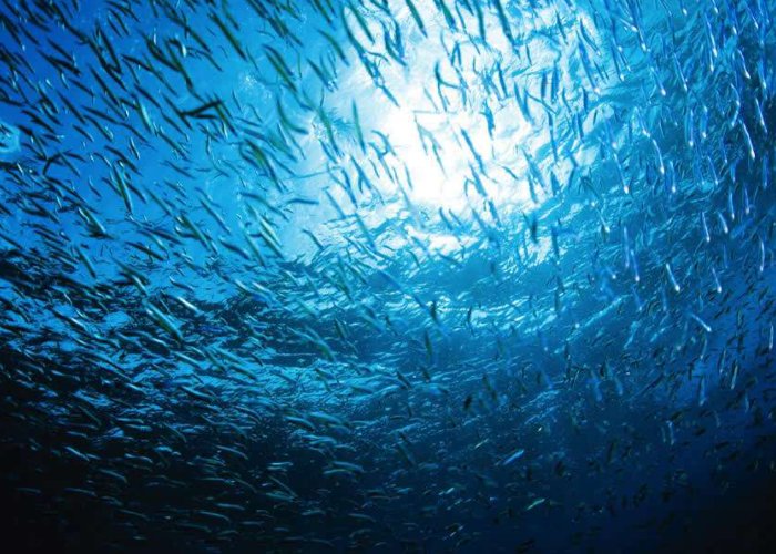 深海100000米以下生物有哪些？