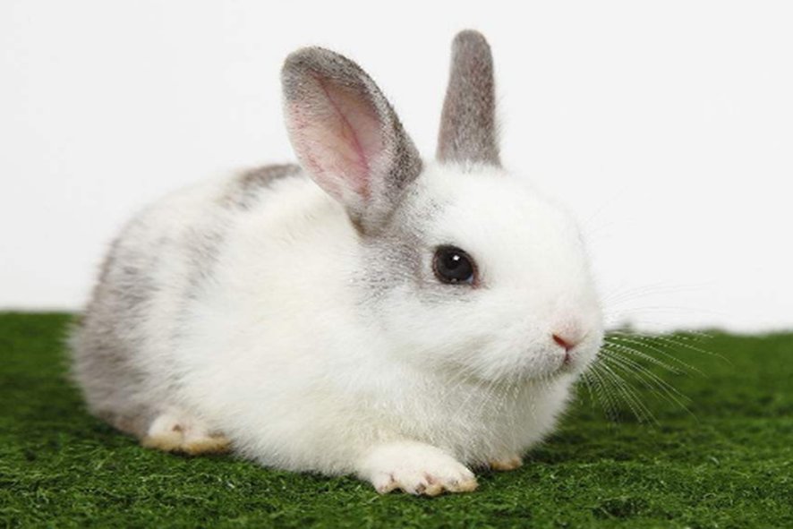 同室操戈什么生肖