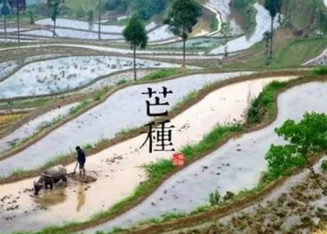 芒种代表人生的寓意