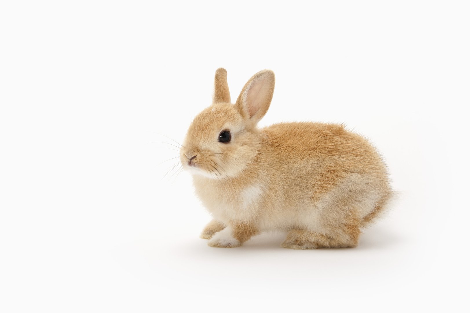 四月六眉挂柳湾是指什么生肖