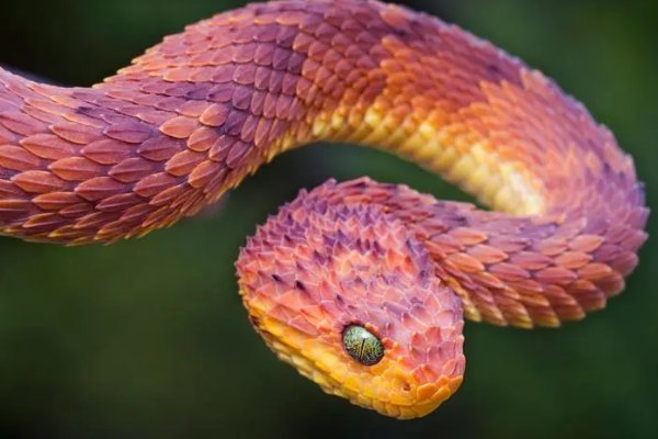 一下二下二只飞指一生肖