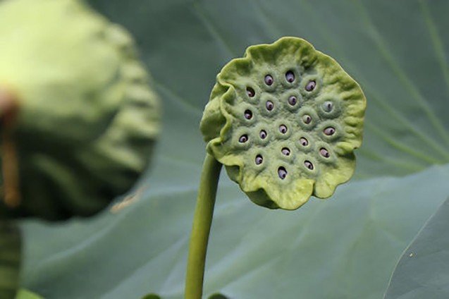 “水上生个铃，摇摇没有声”（打一植物）