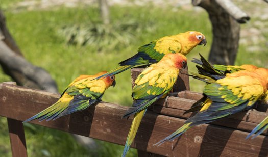 八哥学舌的寓意和道理是什么？