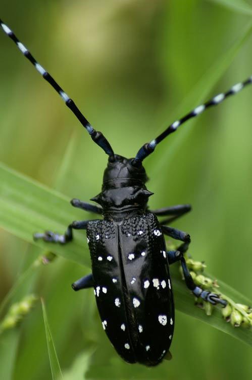 吱吱牛的学名是什么？