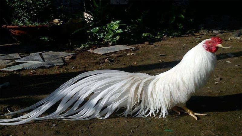 接不上茬什么动物