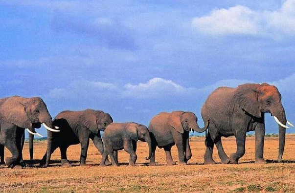 二年级称大象的方法5种