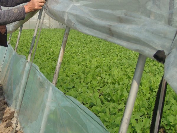 天南铜都青年棚大棚规程