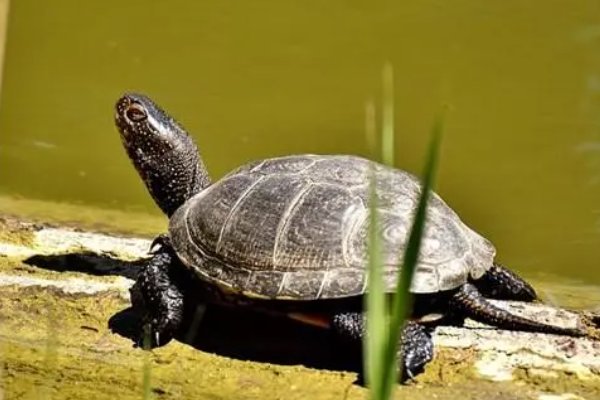家里养龟十大禁忌