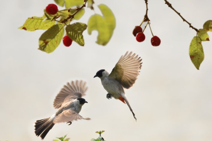 百鸟鸣春的来源与历史