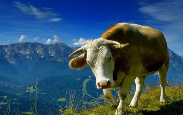 直眉瞪眼是什么生肖